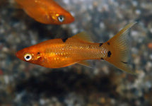 P. Sphenops Golddust Longfin