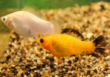 Poecilia Latipinna Mix