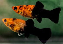 Poecilia Sphenops Golddust Tuxedo