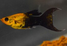 P. Sphenops Golddust Tuxedo Longfin