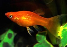 Poecilia Sphenops Red Longfin