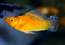 Poecilia Latipinna Neon Orange