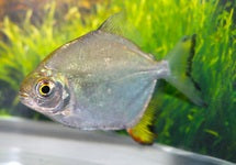 Myloplus Arnoldi