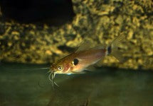 Mystus Bimaculatus