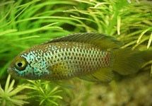 Nannacara Anomala