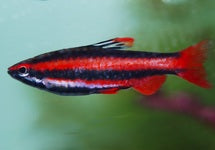 Nannostomus Mortenthaleri
