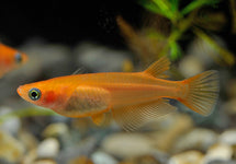 Oryzias Latipes Orange