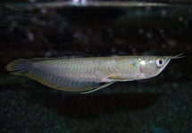 Osteoglossum Bicirrhosum