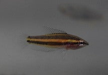 Parosphromenus Sp. Sentang – Aquania