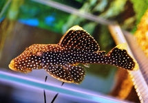L081 Baryancistrus Sp.