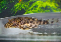 L205 Peckoltia Sp.
