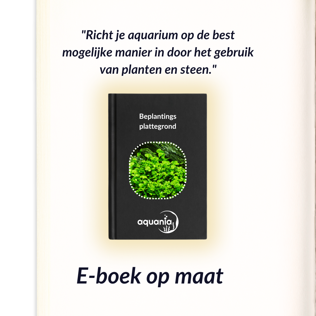 Aquarium beplantings plan op maat