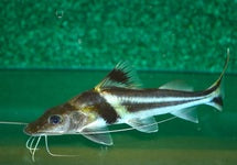 Pimelodus Ornatus