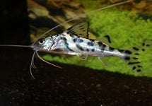 Pimelodus Pictus