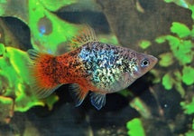 Xiph. Mac. Blue Spotted Redtail
