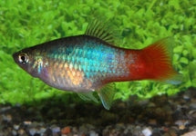 Xiph. Mac. Blue Redtail