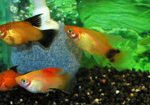Xiph. Mac. Highfin Mix