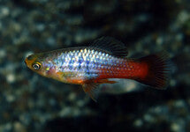 Xiph. Variatus Neon Rainbow