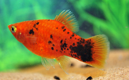 Xiph. Mac. Red Spotted