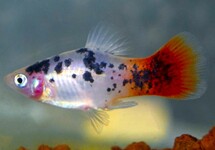 Xiph. Mac. White Spotted Redtail