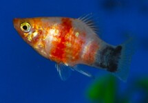 Xiph. Mac. Bleeding Heart Mickey