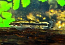 Yaoshania Pachychilus Type B