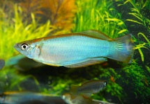 Procatopus Similis Muyuka