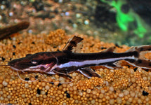 Pseudoplatystoma Fasciatum