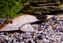 Pseudohemiodon Aff. Apithanos