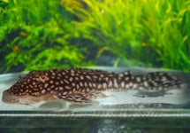 Pseudancistrus Genisetiger