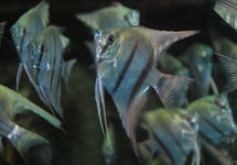P. Scalare Blue
