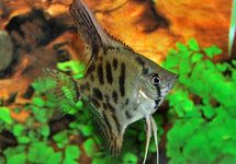 P. Scalare Leopard