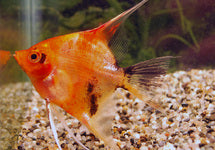 P. Scalare Red Devil
