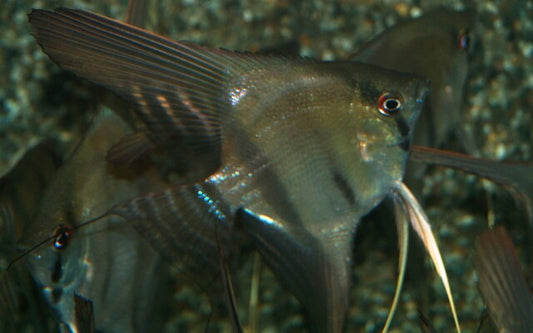 P. Scalare Brazil