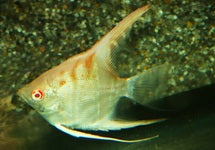 P. Scalare Manacapuru Albino