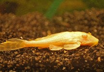 Pterygoplichthys Gibbiceps Albino