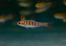 Enteromius Fasciolatus