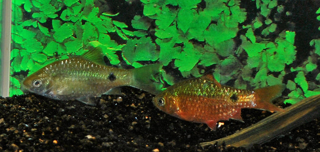 Pethia Conchonius