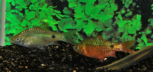 Pethia Conchonius