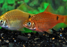 Pethia Conchonius Neon