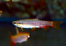 Pyrrhulina Brevis