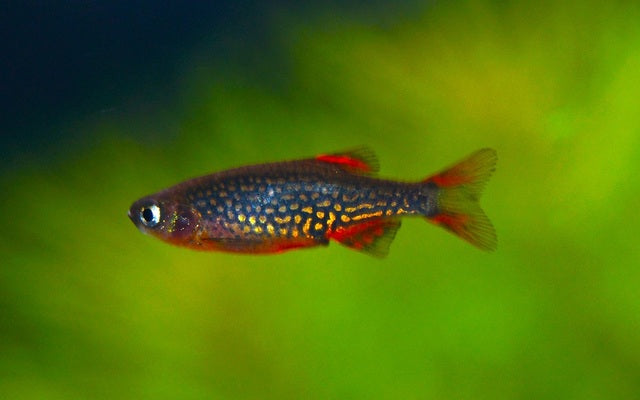 Danio Margaritatus