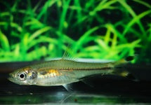 Rasbora Trilineata