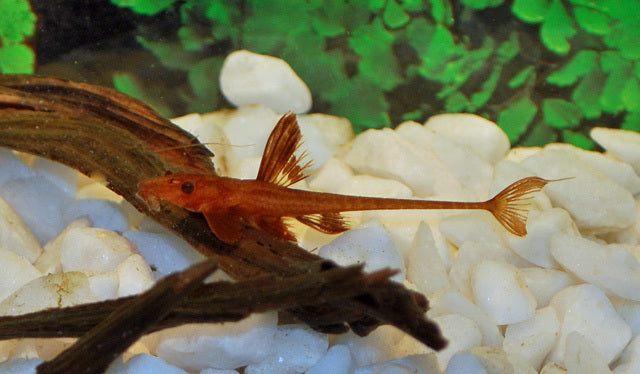 L010A Rineloricaria Sp.