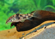 Scleromystax Barbatus