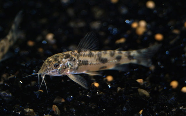 Aspidoras Sp. Cw052
