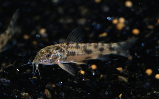 Aspidoras Sp. Cw052