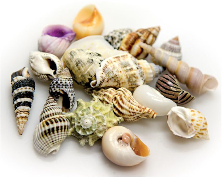 Hobby Decoratie Sea Shells Set S 20 St
