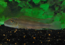 Steatocranus Tinanti