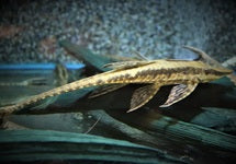 Sturisoma Robustum